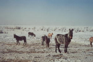 Frosty mules